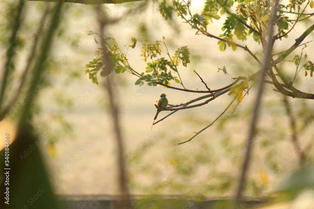 Rainbow Bee-eater sitting on the tree branch in the morning with sunlight Rainbow Bee-eater sitting on the tree branch in the morning with sunlight