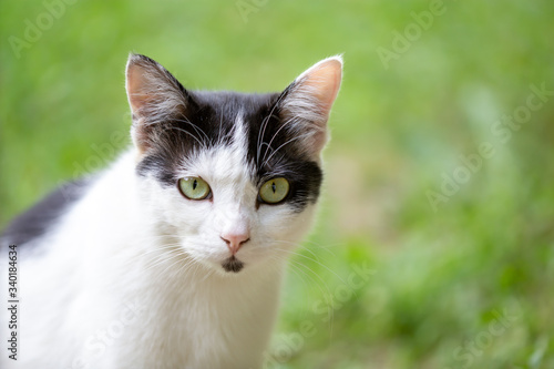 Portrait of a cat in the park.