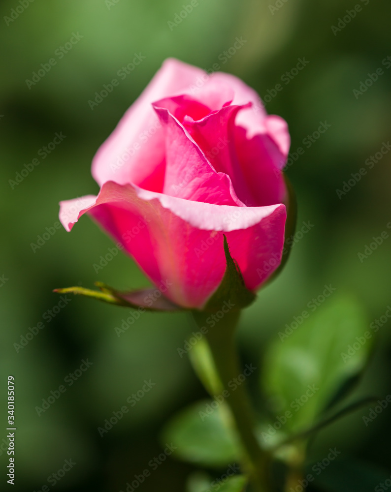 Beautiful pink rose in the park. Beautiful pink rose in the park.