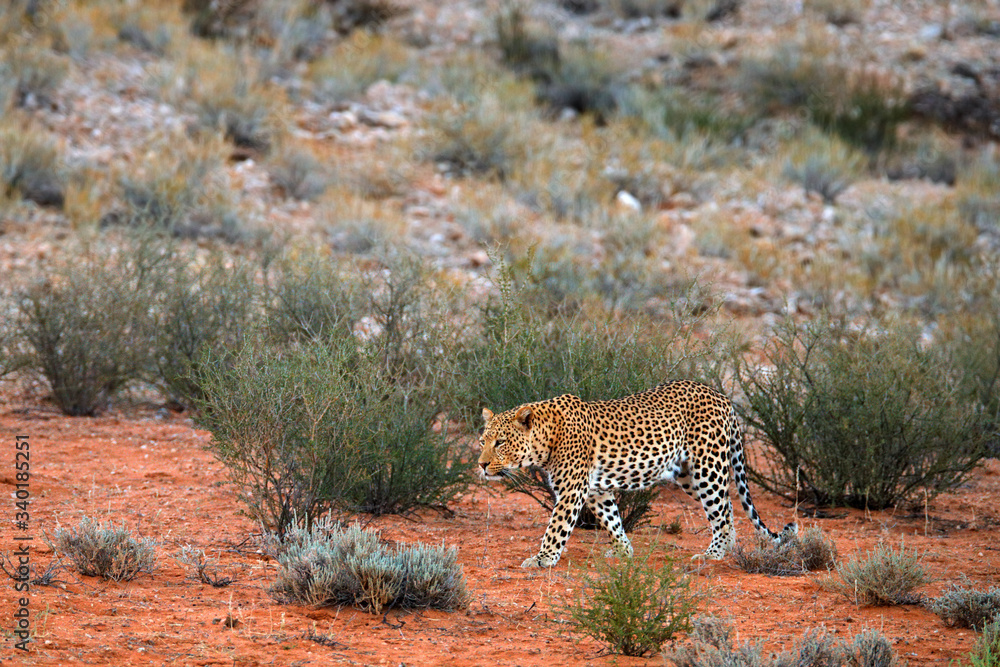 Obraz premium Leopard, Panthera pardus, walking in the red orange sand. Africa leopard in Kgalagadi desert in Botswana. Art wildlife nature, cat in wilderness. Wild spotted cat in the wild. African safari.