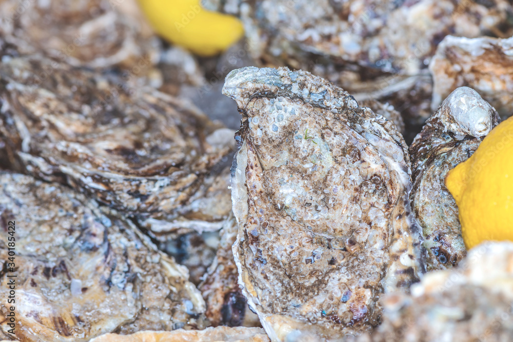 closed oysters closeup, fresh oyster shell, mollusks in seafood market, aphrodisiac sea food restaurant, expensive fresh food, dish restaurant menu closed oysters closeup, fresh oyster shell, mollusks in seafood market, aphrodisiac sea food restaurant, expensive fresh food, dish restaurant menu