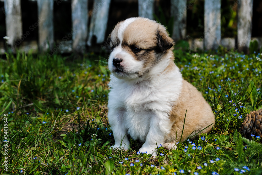 Little puppy on the street, walks on the green grass Little puppy on the street, walks on the green grass