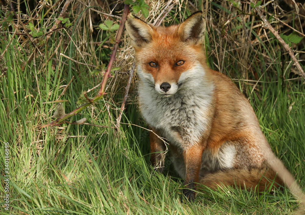 A magnificent wild vixen Red Fox, Vulpes vulpes, sitting in a field in spring. A magnificent wild vixen Red Fox, Vulpes vulpes, sitting in a field in spring.