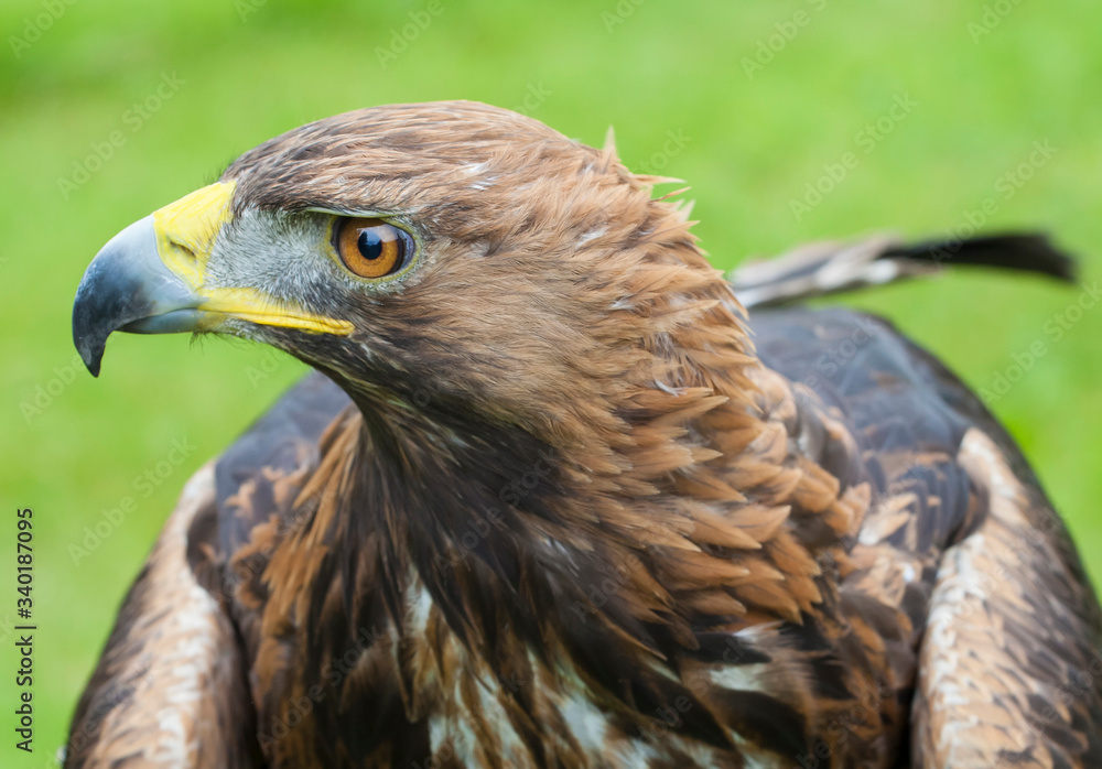 Obraz premium Eagle ultra close up 1