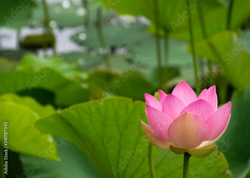 The sacred flower   Lotus nelumbo 