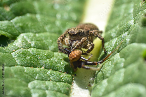 Jumping spider with a prey, Lovely big eyed jumping spider catch and eat another spider
