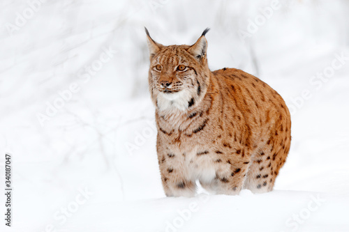 Lynx walking, wild cat in the forest with snow. Wildlife scene from winter nature. Cute big cat in habitat, cold condition. Snowy forest with beautiful animal wild lynx, Germany.