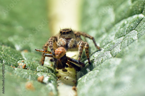 Jumping spider with a prey, Lovely big eyed jumping spider catch and eat another spider