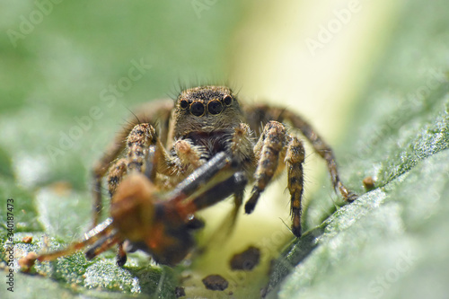 Jumping spider with a prey, Lovely big eyed jumping spider catch and eat another spider