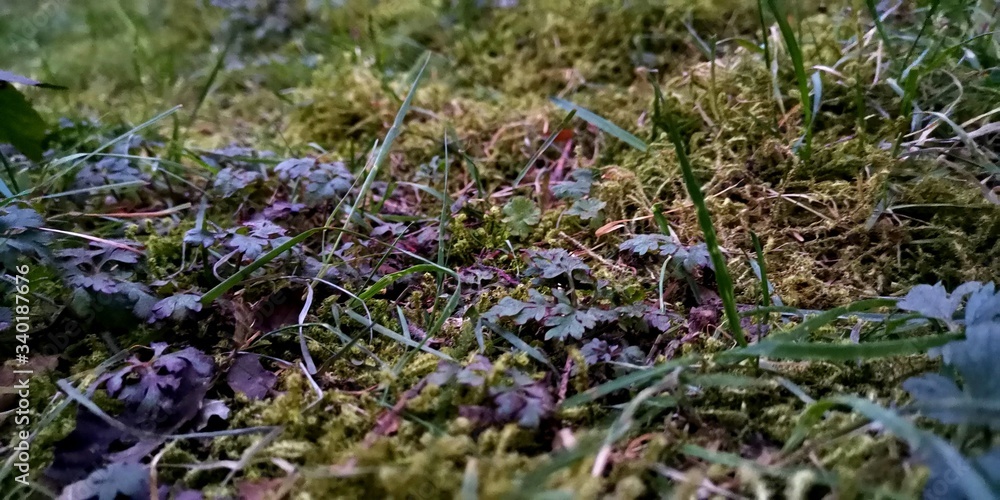 lavender in the field lavender in the field