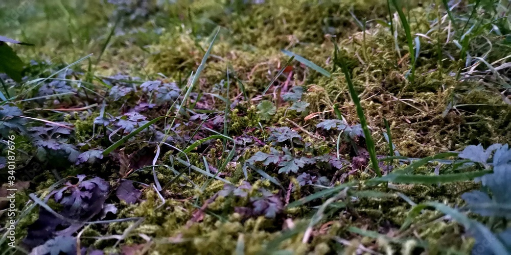 lavender in the field