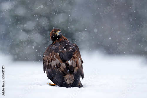 Golden eagle, snow flake fly. Snowy winter with eagle. Bird of prey Golden Eagle starts from the snowy meadow. Wildlife scene from Norwegian nature. Big bird with open wings.