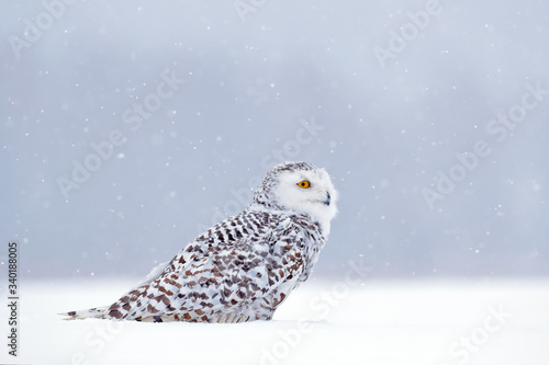 Snowy owl sitting on the snow in the habitat. Cold winter with white bird. Wildlife scene from nature, Manitoba, Canada. Owl on the white meadow, animal behaviour.