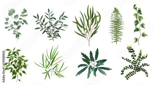 Realistic green herb plants. Nature plant leaves, greenery foliage, forest fern, eucalyptus plant, vector plants leaf isolated illustration set. Leaf natural tropical foliage, botanical greenery