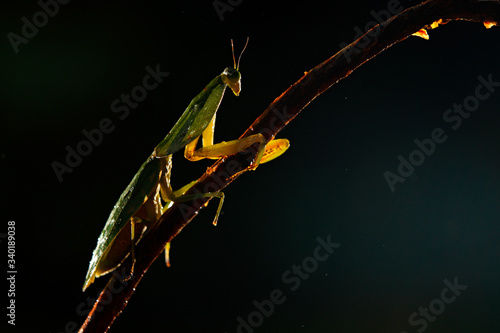 Insect in the backlight. Leaf Mantis, Choeradodis rhombicollis, insect from Costa Rica. Evening backlight with big green insect. Animal in the night.