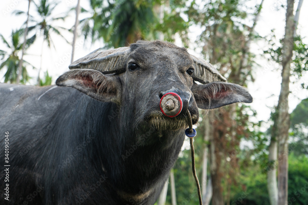 Black buffalo grazes in a meadow in the tropical jungle Black buffalo grazes in a meadow in the tropical jungle