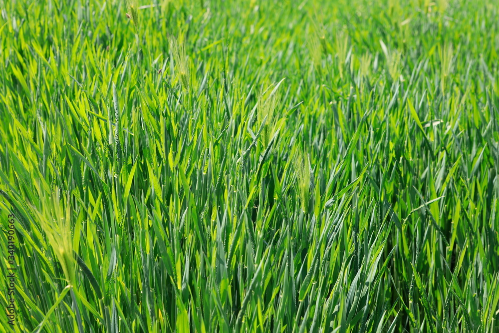 Obraz premium 녹색의 보리 잎이 보이는 아름다운 봄풍경