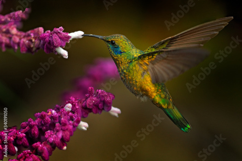 Beautiful hummingbird with blue face. Green Violet-ear, Colibri thalassinus, shiny bird from Colombia. Green bird with green nature background.