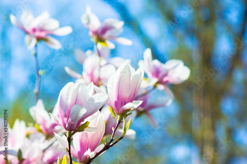 pink magnolia blossom background. beautiful nature scenery with delicate flowers in springtime © Pellinni