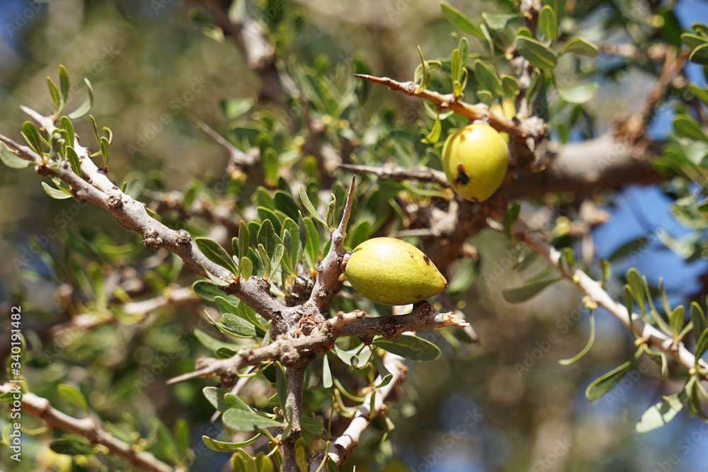 Detail of Argan Tree (Argania spinosa) prickly branch with ripe fruit, used for expensive and rare cosmetic oil, Morocco, Africa