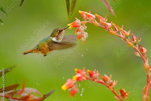 Hummingbird in blooming flowers. Scintillant Hummingbird  Selasphorus scintilla  tiny bird in the nature habitat. Smallest bird from Costa Rica flying next to beautiful orange flower  tropical forest.