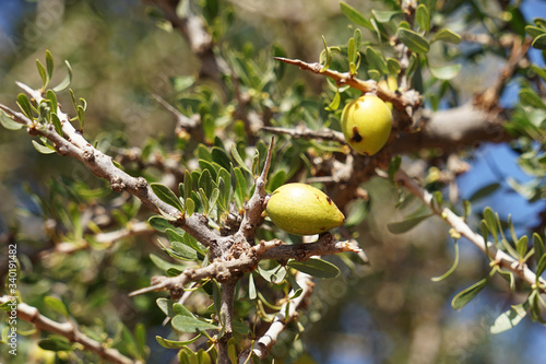 Obraz na płótnie Detail of Argan Tree (Argania spinosa) prickly branch with ripe fruit, used for expensive and rare cosmetic oil, Morocco, Africa w salonie