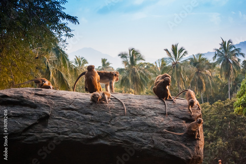 Monkeys play in the sunset light near Mount Sigiriya, Sri Lanka © etnol83