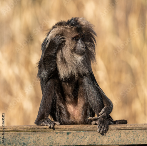 lion tailed macaque sitting on a board scratching head