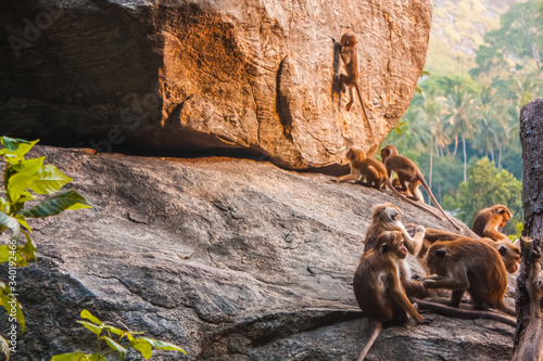 Canvas Print Monkeys play in the sunset light near Mount Sigiriya, Sri Lanka