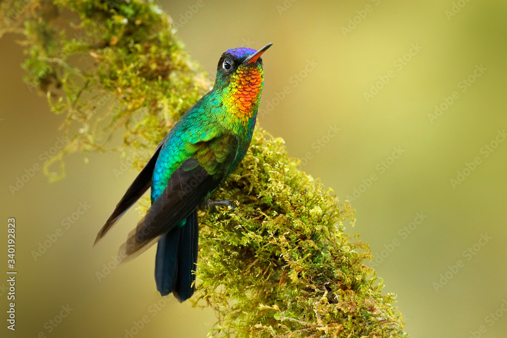 Fototapeta premium Fiery-throated Hummingbird, Panterpe insignis, colorful bird sitting on mossy branch. Mountain bright animal from Panama. Detail portrait of shiny bird.