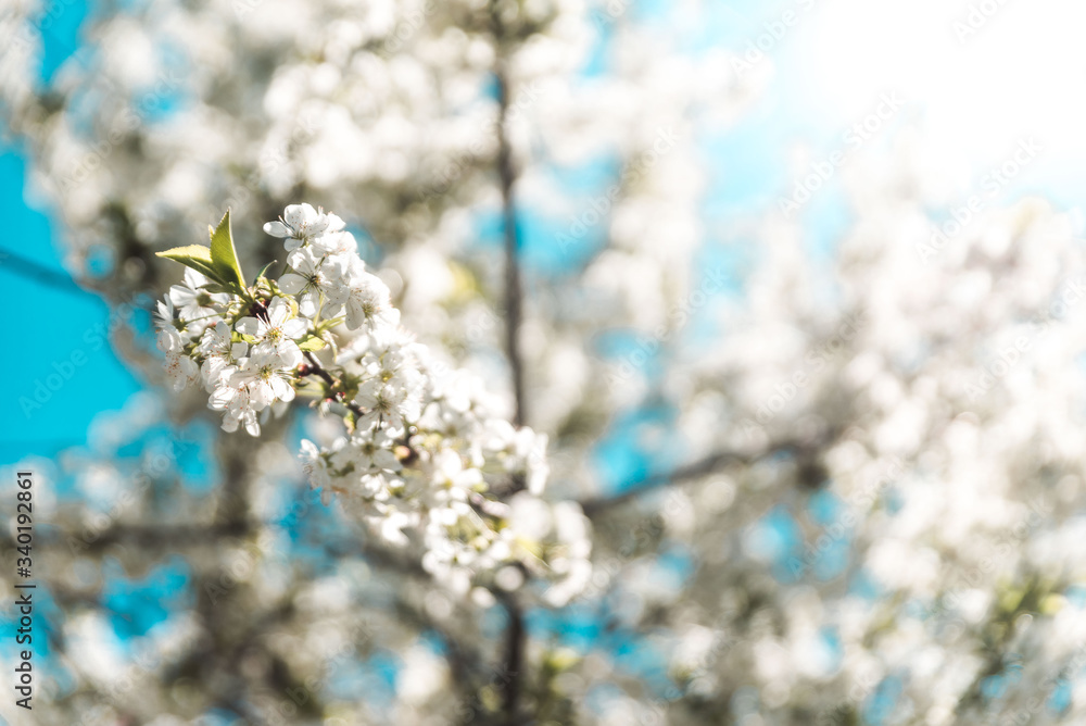 spring tree blossom flowers spring tree blossom flowers