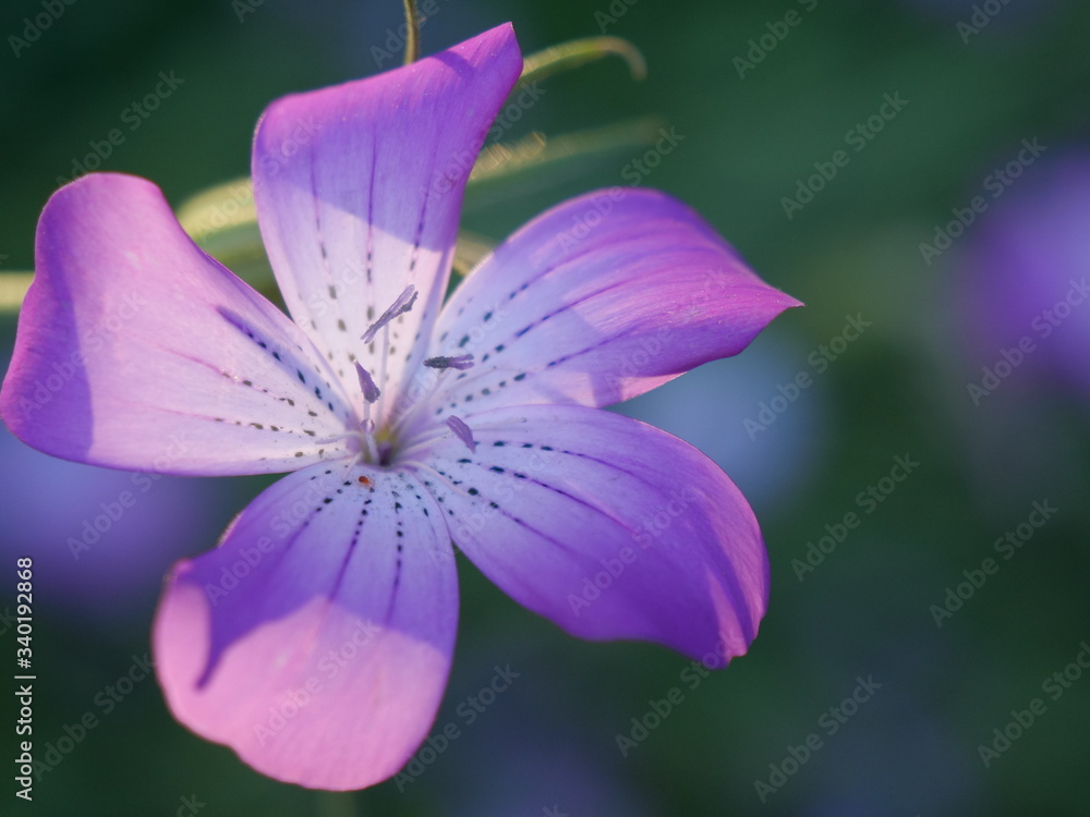 Fototapeta premium 花
