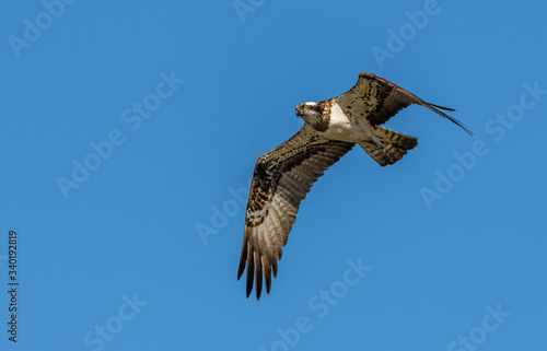 river hawk or western osprey  Pandion haliaetus  in flight