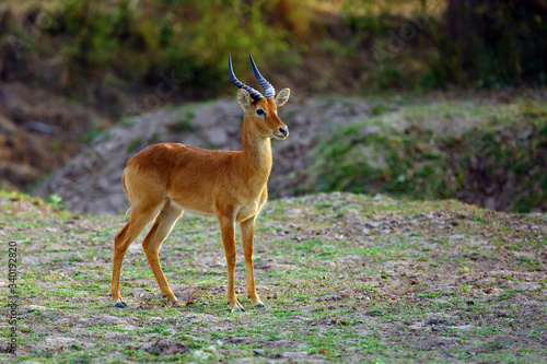 The Puku (Kobus vardonii senganus) male standing on savanna with green background.A typical antelope around the Luangwa River.