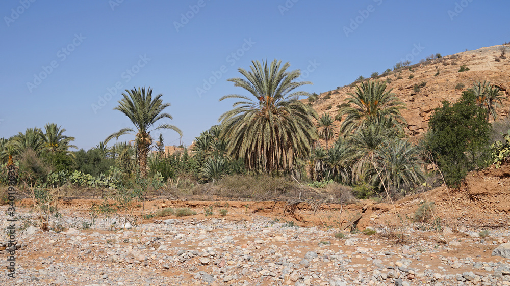 Palm Oasis in rocky desert, Tiout, Morocco, Africa Palm Oasis in rocky desert, Tiout, Morocco, Africa