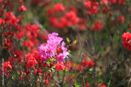 철쭉꽃이 보이는 아름다운 봄풍경 © 재봉 황