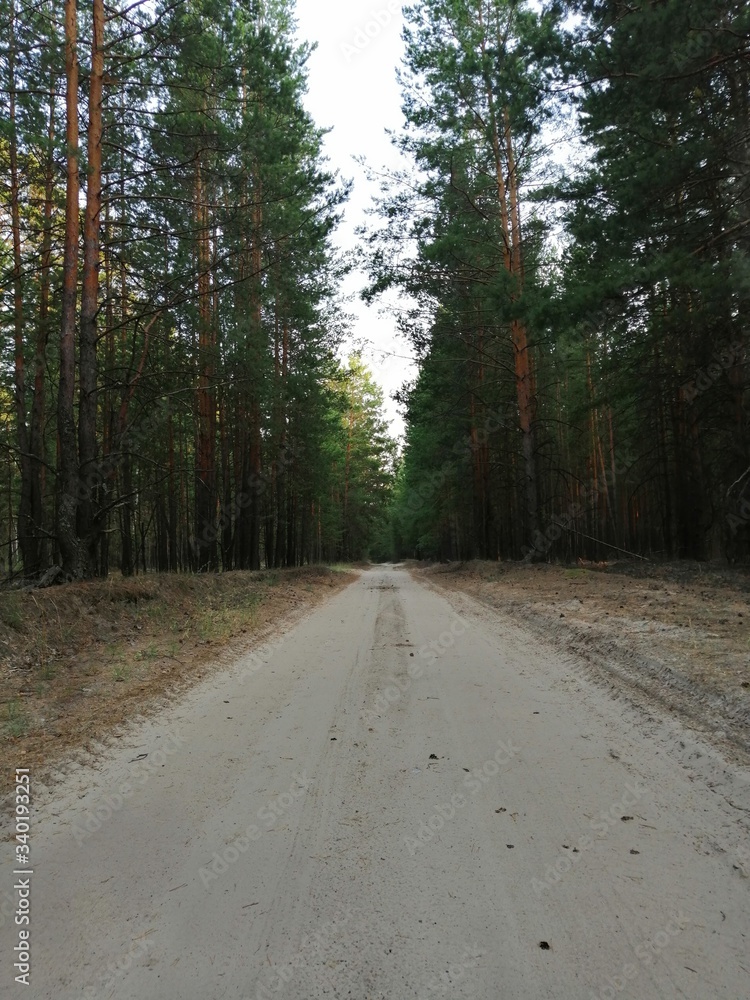 Obraz premium road in the woods