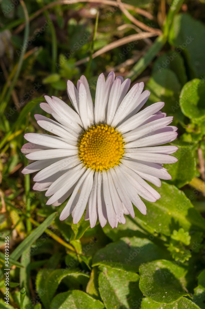 Beautiful flowers blooming in garden.Background texture Beautiful flowers blooming in garden.Background texture