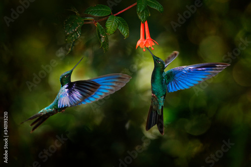 Fotografia, Obraz Great sapphirewing, Pterophanes cyanopterus, big blue hummingbird with red flower, Yanacocha, Pichincha in Ecuador