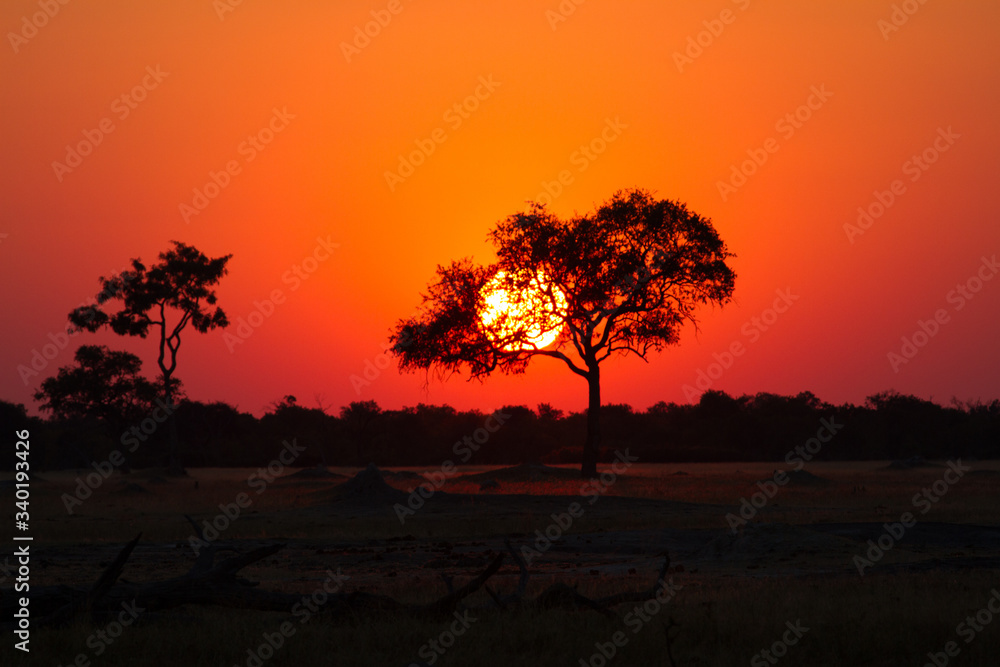 Sunset in Kenya - obrazy, fototapety, plakaty 