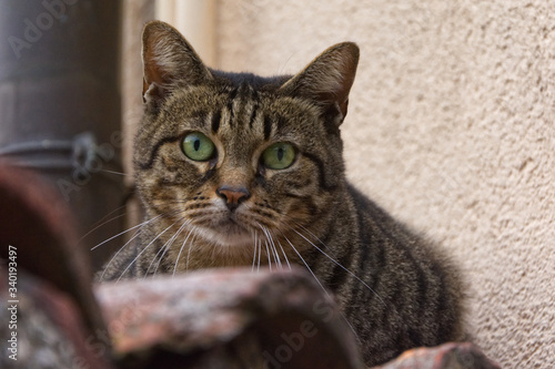 Katze auf der mauer auf der lauer photo