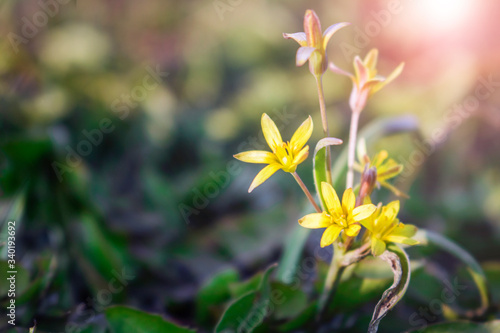In spring, a flower plant blooms on the ground in the sun. Awakening of nature. Early spring. Copy space