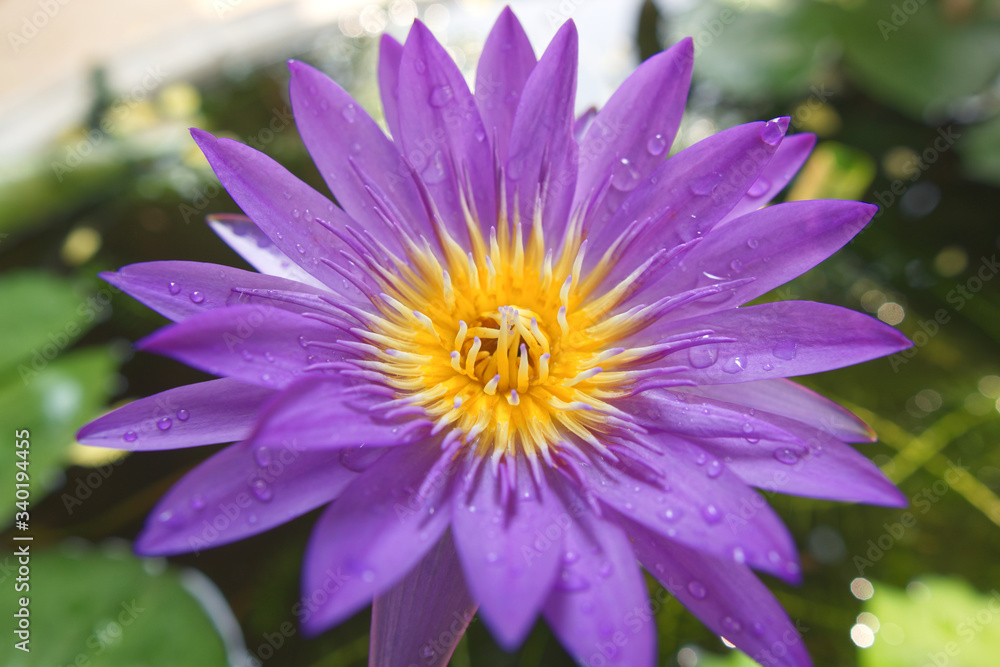 close up of purple lotus close up of purple lotus