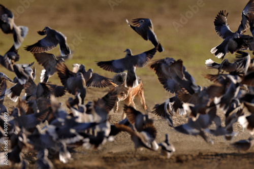 Jackal hunting birds near the waterhole, Polentswa, Botswana in Africa.  Beautiful wildlife scene from Africa with nice sun light. Jackal catch and evening sunlight. photo