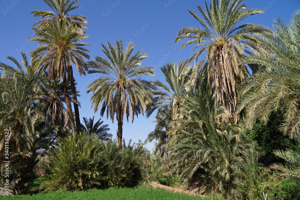 Historic Palm trees oasis Tiout, Sahara, Africa