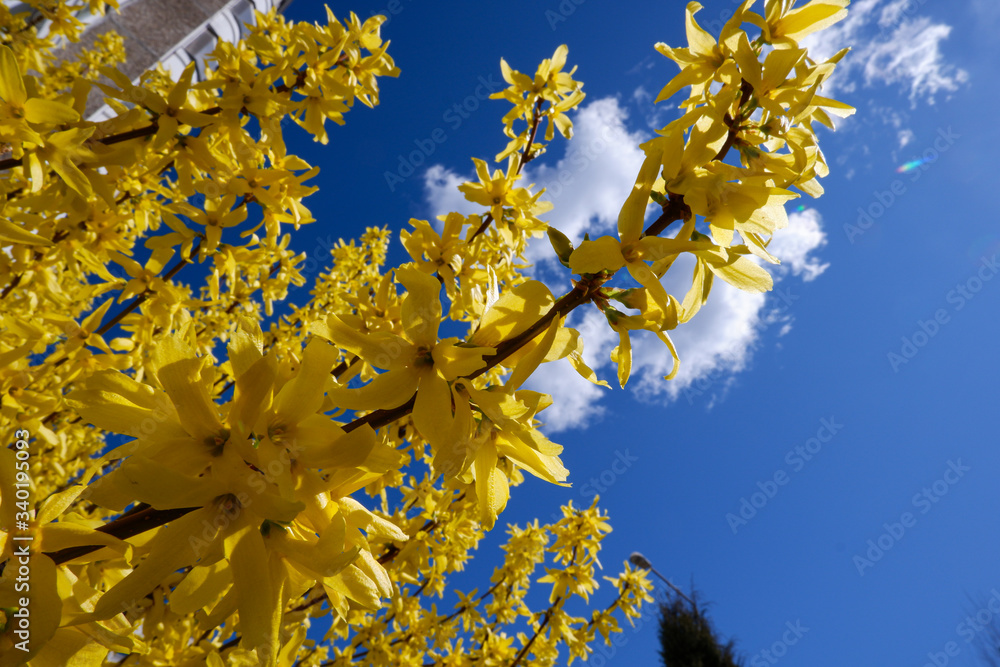 Forsythia, a yellow flowering shrubs on the background of blue sky with clouds.