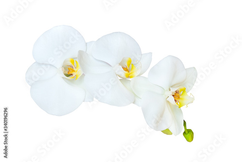 Branch of orchid isolated