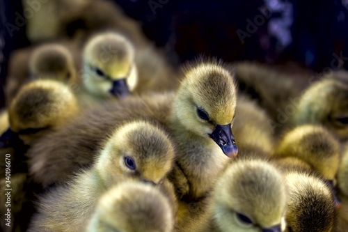 little yellow goslings are sitting in a box at the bird market © Irina