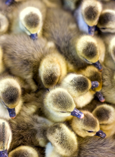 Canvastavla little yellow goslings are sitting in a box at the bird market