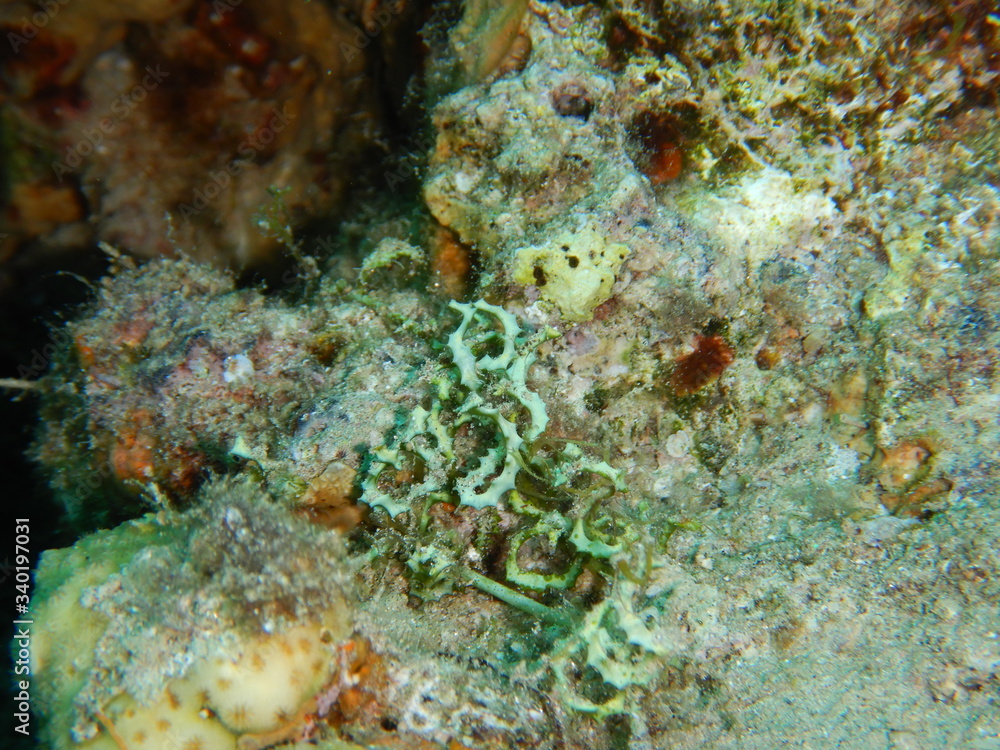 macroalgae, seaweeds, macroalgae, seaweeds,